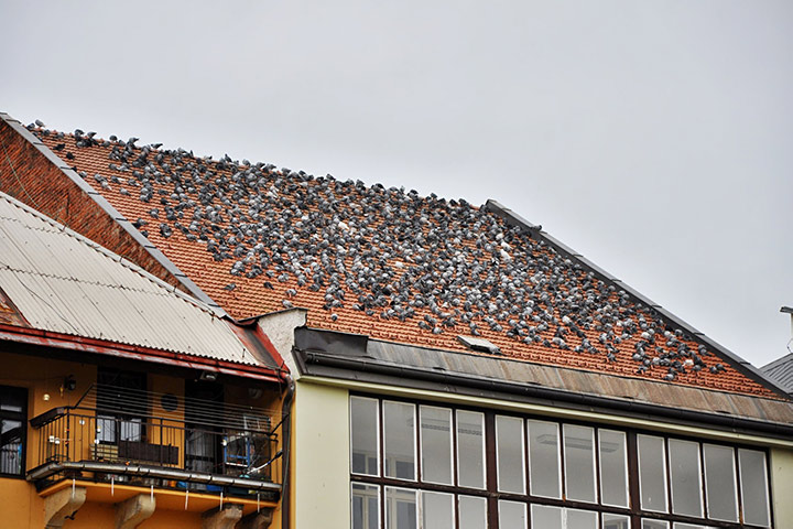 A2B Pest Control are able to install spikes to deter birds from roofs in Failsworth. 