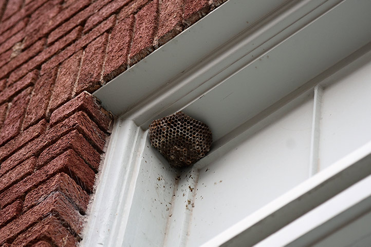 We provide a wasp nest removal service for domestic and commercial properties in Failsworth.